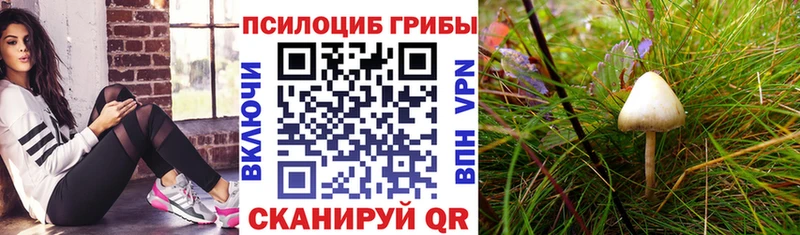 Псилоцибиновые грибы мицелий  как найти закладки  Ессентукская 